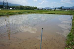 水を張った田んぼ