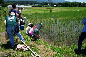 田んぼの様子を確認