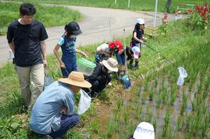 田んぼの生物を探そう