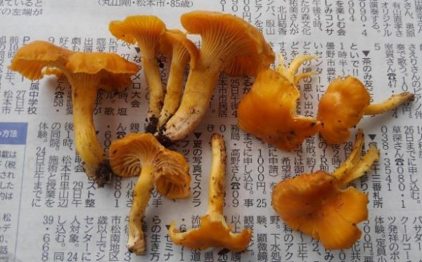 アンズダケ