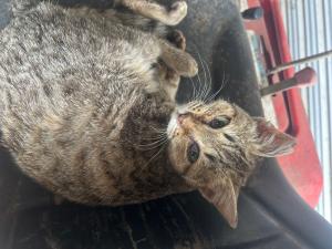 ねこ　写真　動物