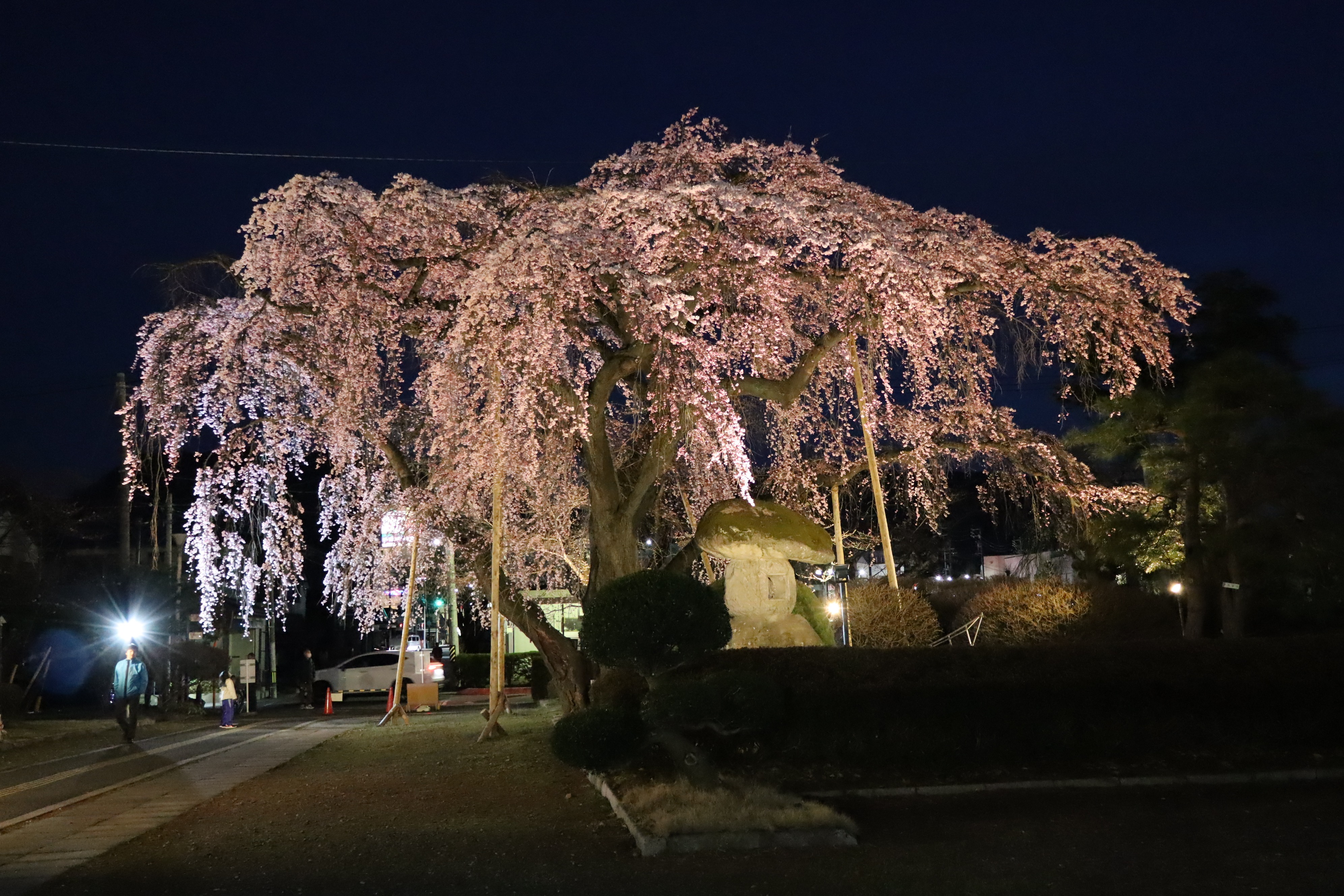 夜桜