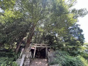 麻衣廼神社社叢