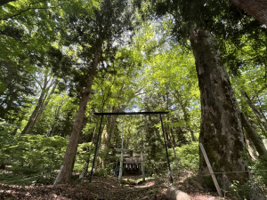正面から見た池生神社社叢