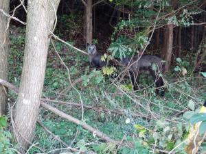 上西条で撮影されたカモシカ二頭