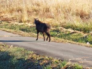 上西条で撮影されたカモシカ