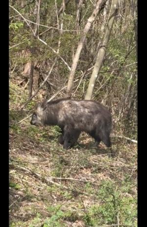 小坂田公園付近で撮影されたカモシカ