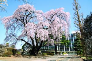 市役所のシダレザクラ