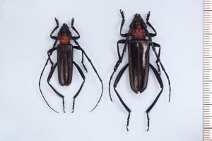 クビアカツヤカミキリの成虫