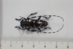 クビアカツヤカミキリ