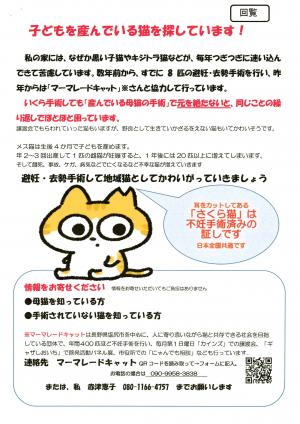 子どもを産んでいる猫を探していますチラシ