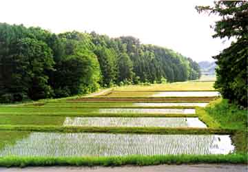 小坂田公園付近の谷戸の画像
