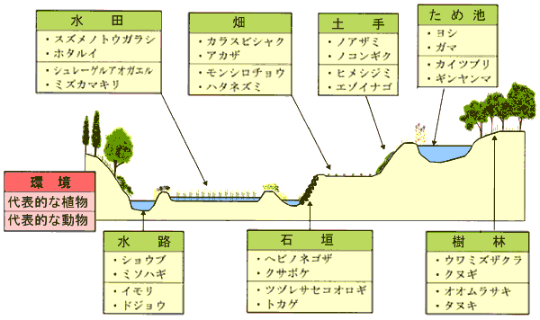 谷戸の環境と主な生物の図