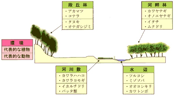 段丘林や河畔林の環境と主な生物の図