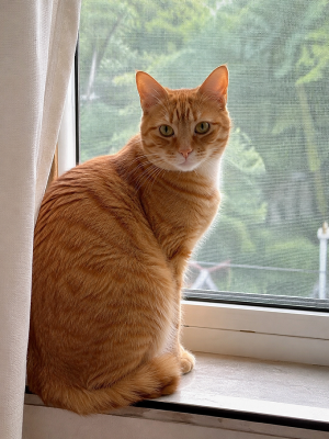 猫