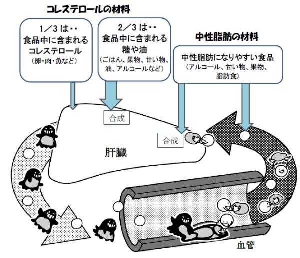 脂質の吸収と合成についての画像