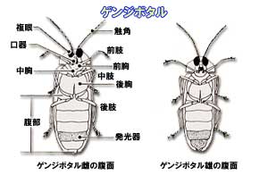 ゲンジボタルの写真