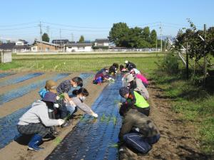 親子ちご鳥教室　親子で玉ねぎを植えてみよう！　10月31日の画像2