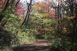 初期の中山道紅葉の写真