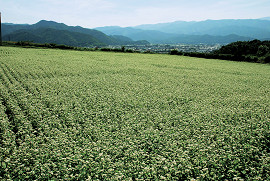 蕎麦畑の写真