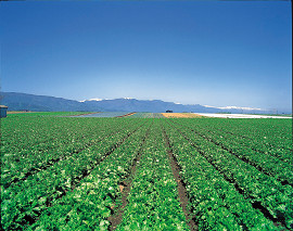 岩垂高原野菜の写真