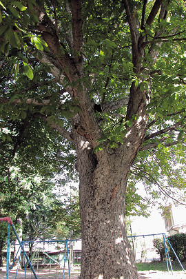 広丘小学校のトチの巨木の写真