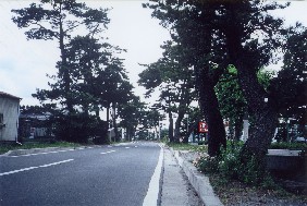 東海道松並木の写真