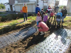 玉ねぎ植え付け02