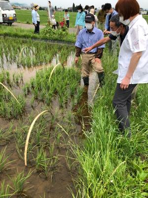 苗の生長確認01