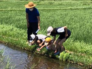 田んぼの生き物01