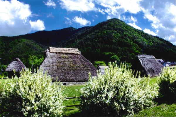 卯の花と復元住居