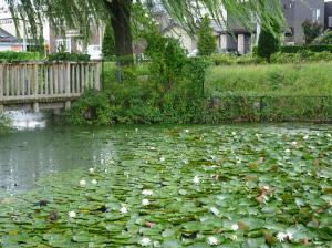 八幡池公園