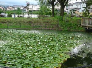 八幡池公園