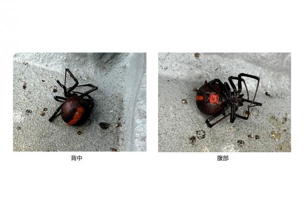 セアカゴケグモの写真