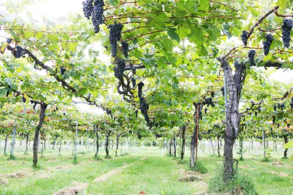 ぶどう棚