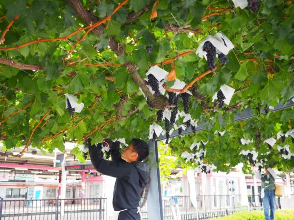 ぶどう作業中