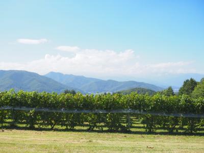 ぶどう畑