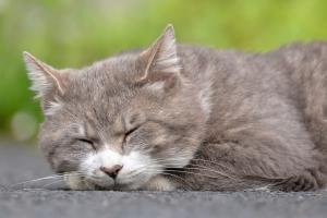 猫イメージ画像